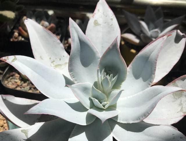 夏天来了,这些多肉最耐晒,度夏没问题,越养越肥厚