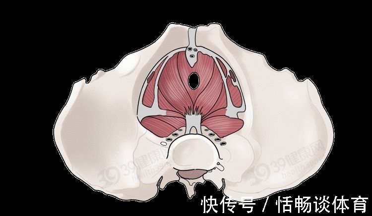 肌肉群|别不好意思：盆底肌训练真的很养生！锻炼持久力，男女都获益