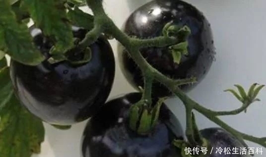 营养价值|称为西红柿里的“黑珍珠”,引进我国后被广泛种植,营养价值高