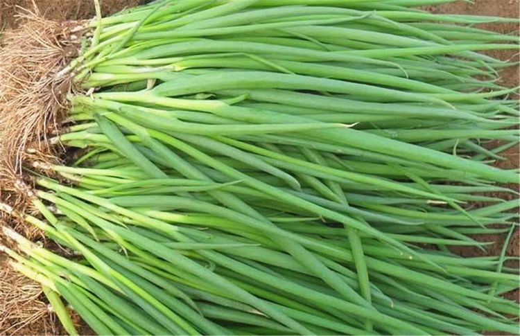 风湿痹痛|健康是吃出来的,3种食物天天吃,补充营养,提高免疫力!