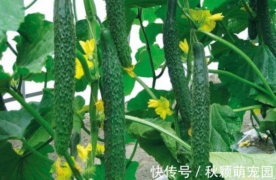 阳台最适合种“4种菜”，7天就上桌，漂亮又好养，吃完一茬又一茬
