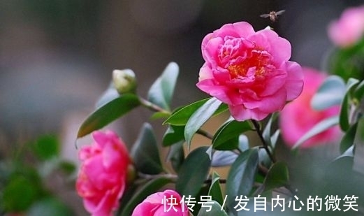 藤本月季|几款花卉,花期200多天,盛开时繁花似锦,花色美轮美奂