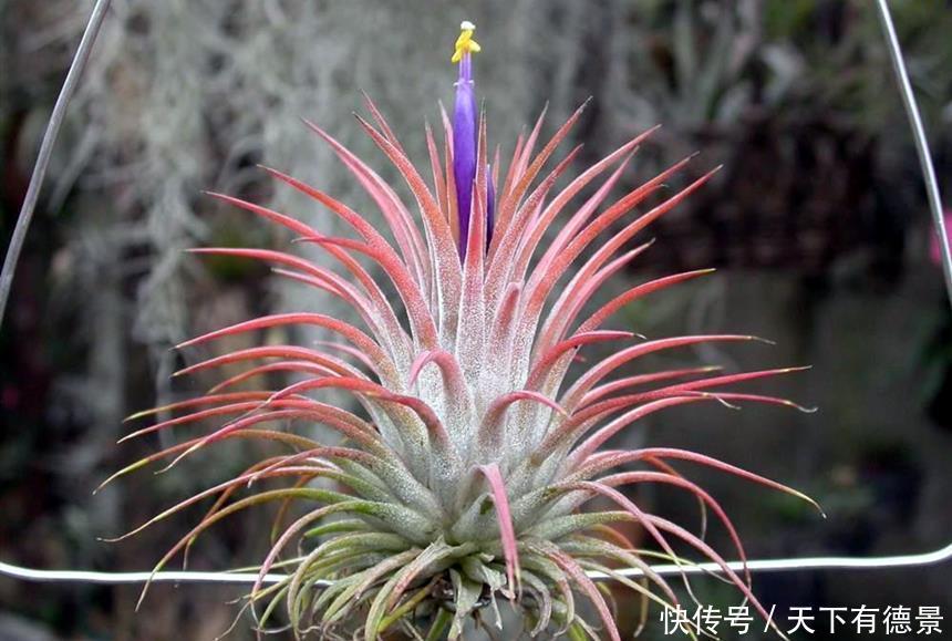 适合卫生间生长的植物,推荐6种好养的给你,它们有什么特点呢?