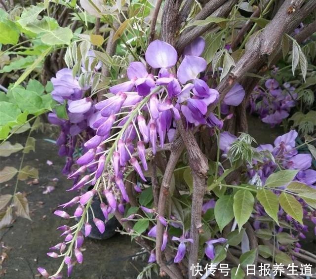 若有院子,养些紫色的花吧,高级又浪漫!