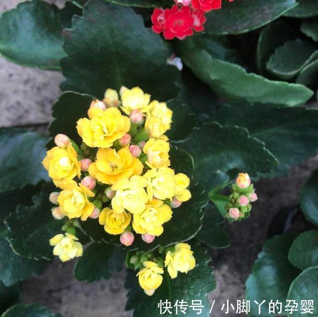 浇水|养长寿花3年,总结出了5个要点,花开不败,满满一大盆,太好看了