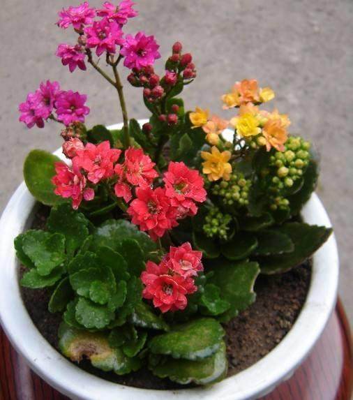 养花小技巧,给花浇水时,水里加点小调料,虫子灭光光