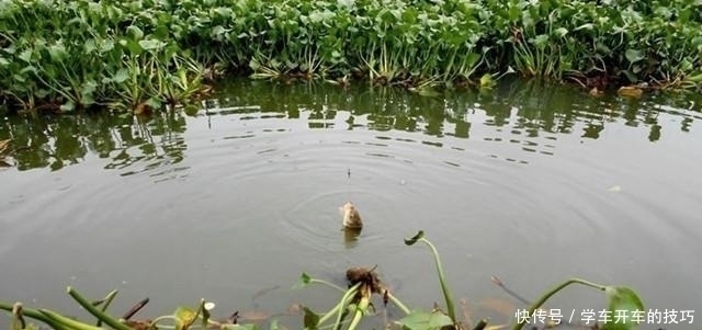 钓位|某些钓鱼人，请你自觉点，这些不齿之事难登大雅之堂，别再丢脸了