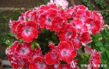 夏天就养这种花,越晒生命力越强,花色丰富,娇艳欲滴