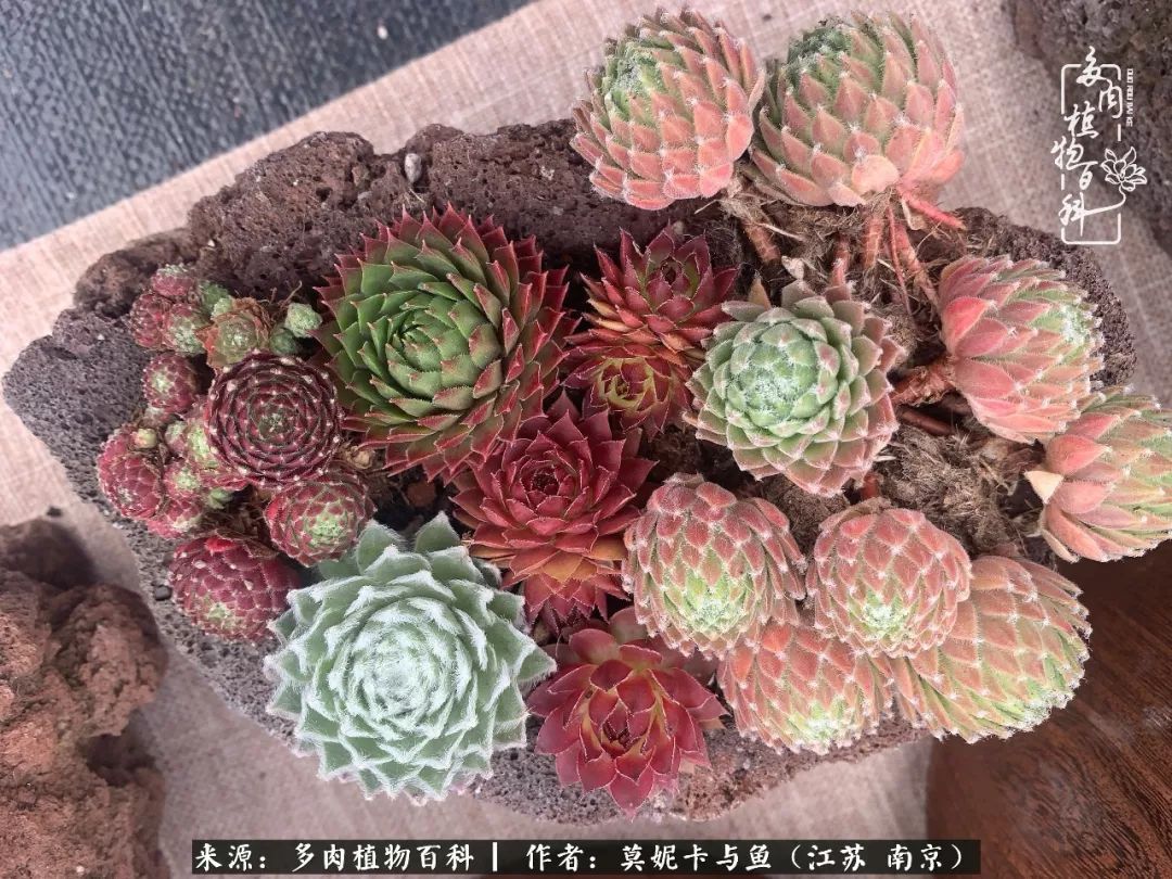 这多肉拼盘这么仙!如何制作达人手把手教你制作长生草拼盘!