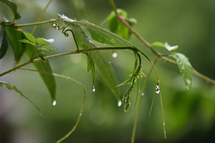 二十四节气#农谚“雨水沿河边”蕴含着什么故事？｜民俗日历·二十四节气