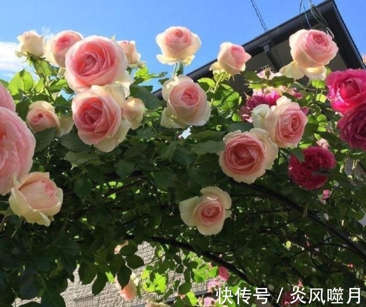 月季花|聪明人都养“5种花”，花开娇艳美不胜收，一年四季都赏花