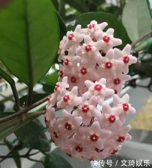 盆栽|此盆栽花比香水还香,比绿萝还好养,一年四季开花,幽香飘满堂!