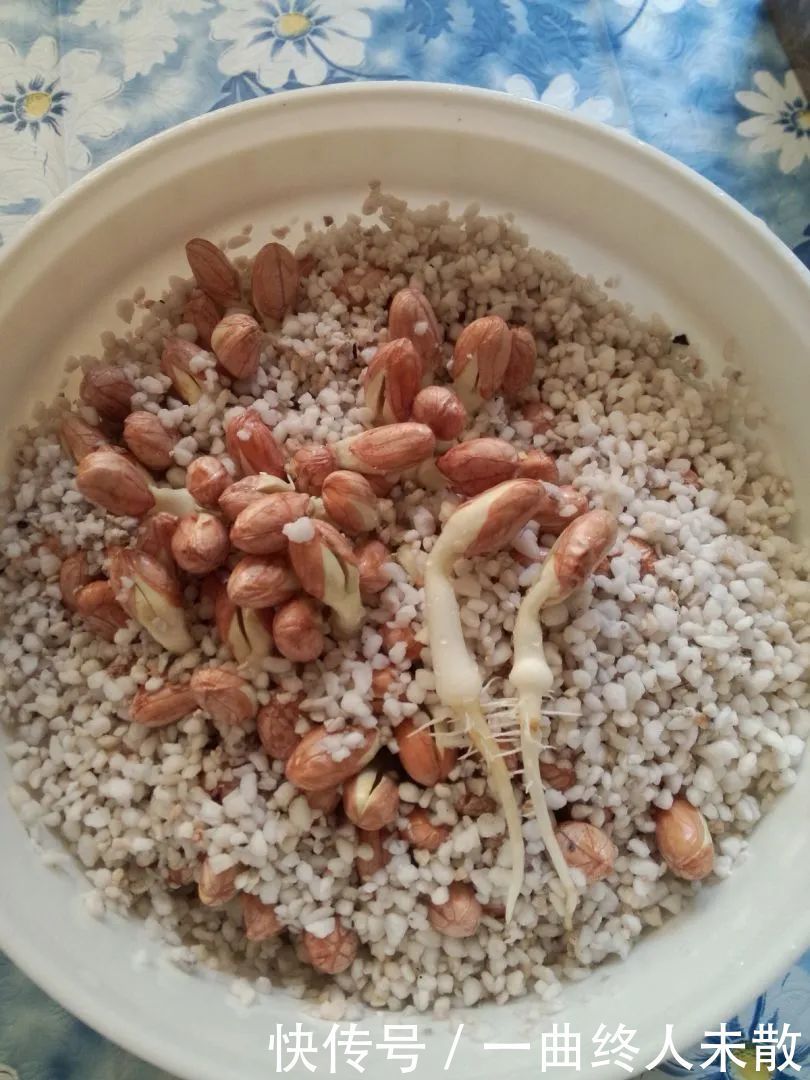 养花技巧1粒花生丢水里,比绿萝好看100倍,沤肥又能做菜
