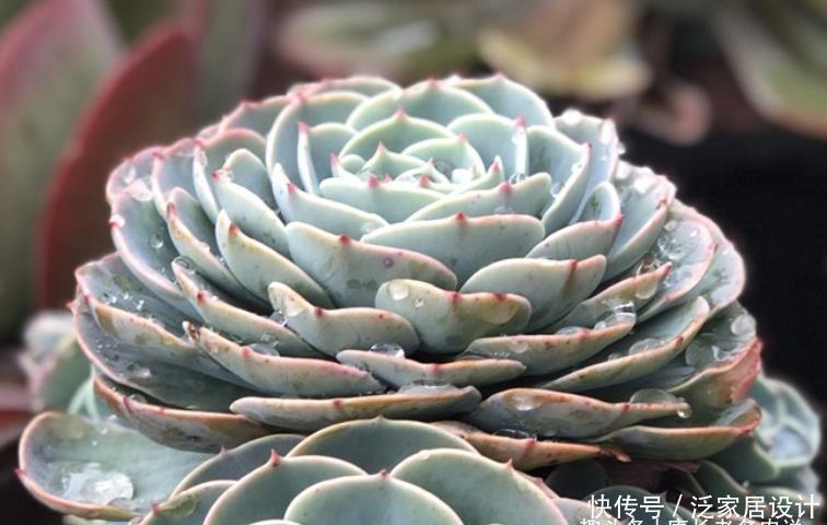 多肉|想给多肉玉蝶摘心?养护方向跑偏了,先将它养活还愁它不爆盆?