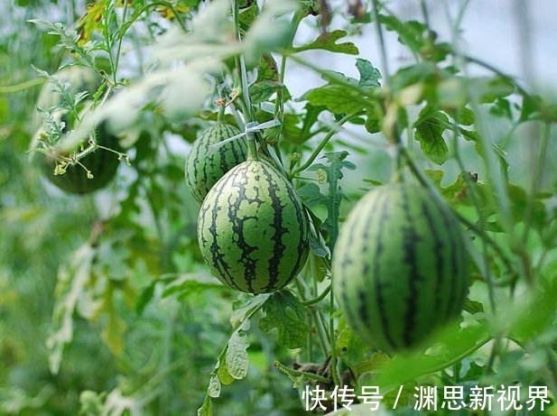 芒果芒果|女人夏天多吃下面3种水果,清热消火,排毒养颜,值得分享给家人