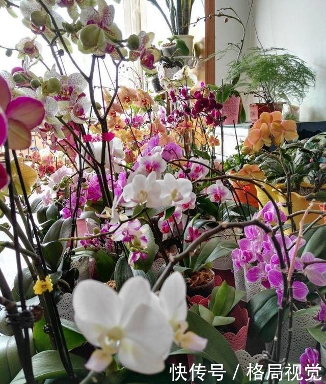 朋友花了30块,买了10盆蝴蝶兰,回家开了一个周,全部成杂草