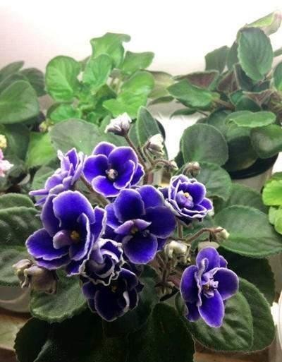 砰砰|在冬天,北阳台也能养花,这6种花耐阴又抗冻,还能砰砰开花