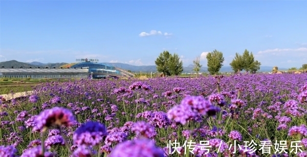 乡土|花草虫鱼种子帅马清风，这是什么样的“神仙办公地”？