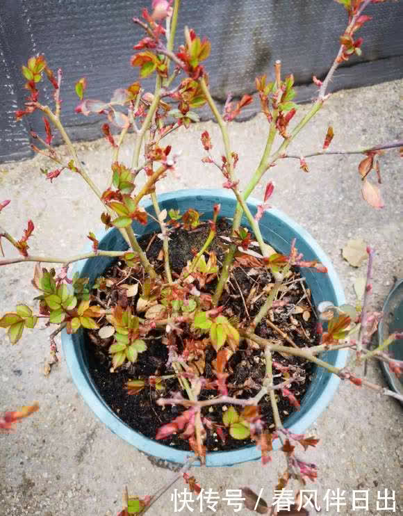 月季花用大盆养,空间大,根系长得密,侧芽越多,开花越多