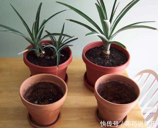 喜欢吃“菠萝”，不如留点菠萝头，埋土里不久成盆栽，还能结果