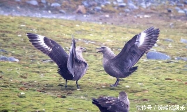 中国|苏联空军元帅在丹东被骂得狗血淋头，中国军官在一旁看得目瞪口呆
