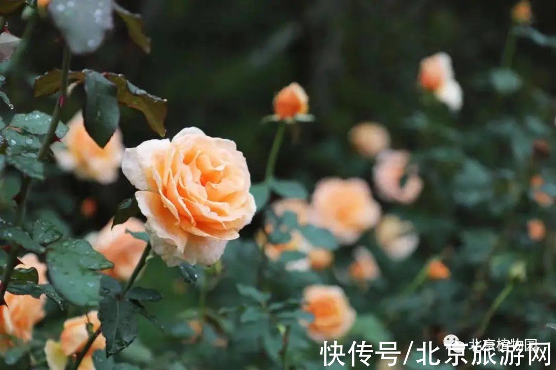 40余万株秋花绽放！海淀这里花坛、花境、花艺、花海，惊艳绚丽