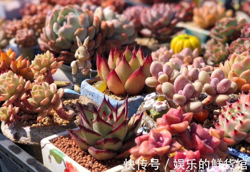 夏季|这8款多肉本身不容易褪色,秋天太阳稍稍晒一下还能变得更美
