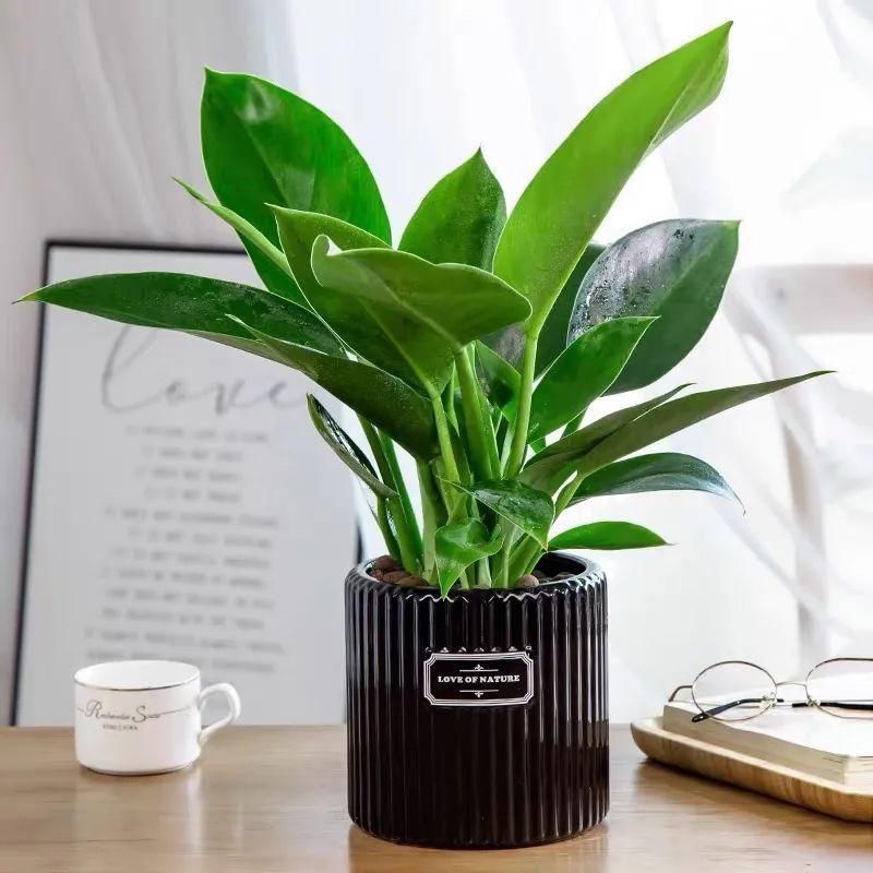 冬天必养的4种花,个个都能清新空气,家里养一盆,典雅又大方