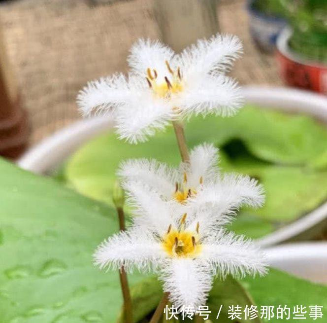 几种花卉美过玫瑰,好养又漂亮,一年四季花开不停