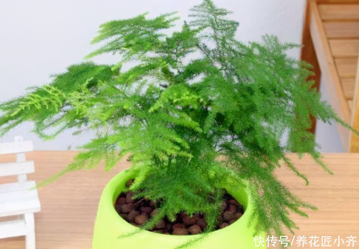 发黄|不要小瞧5月的太阳，这12种花赶紧遮阴养，晒太阳容易叶片枯黄