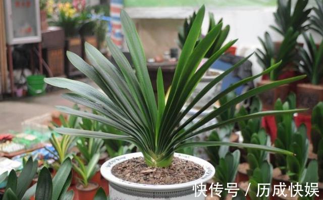 春夏秋冬，君子兰施肥要“恰到好处”，叶片肥绿，开花多不夹箭