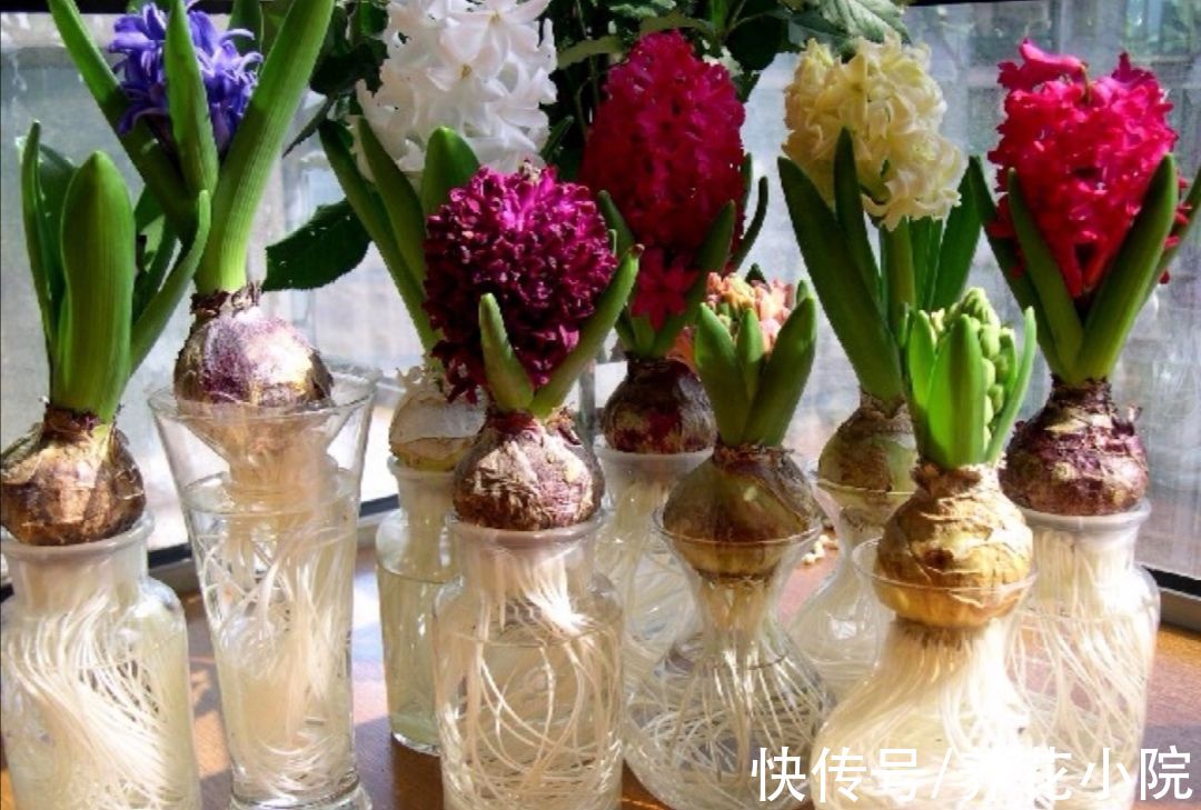 7种漂亮花，便宜又好养，把阳台变成“小花园”