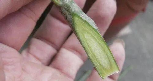 玉树砍一刀,插上长寿花,10天就成活,5个花色轮番开,变大花树