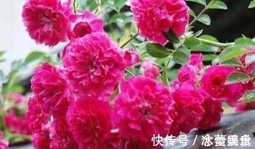 养花就养此4种,扦插就能活,周年开花,室内也能养