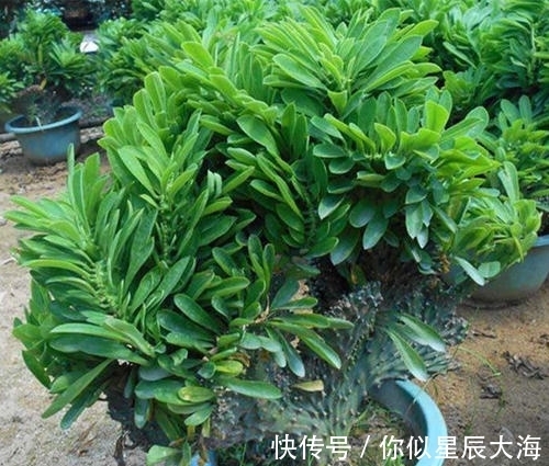 浇水|3种懒人花,虽其貌不扬,但养起来真省心,少浇水挤一挤长得旺!