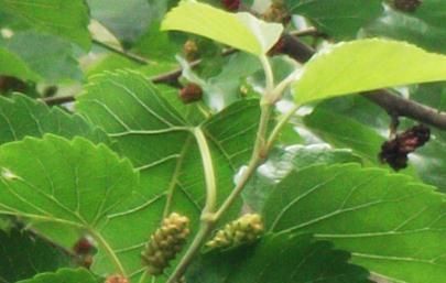 桑叶|桑叶真的可以降血糖吗?桑叶这样吃,降糖效果明显