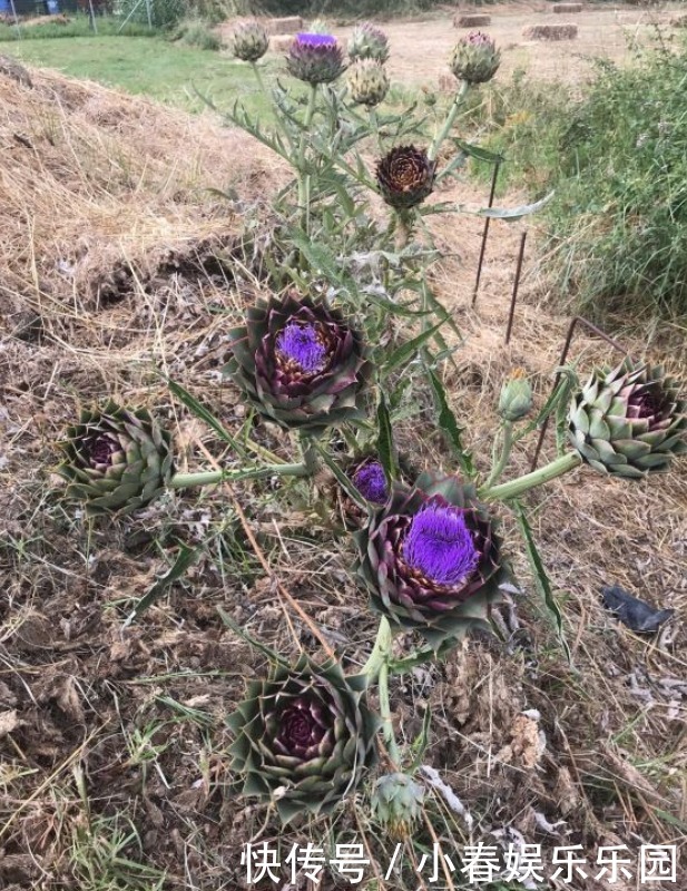 路边没人要的野花,国外人买来当菜吃,开花很美、很受欢迎!