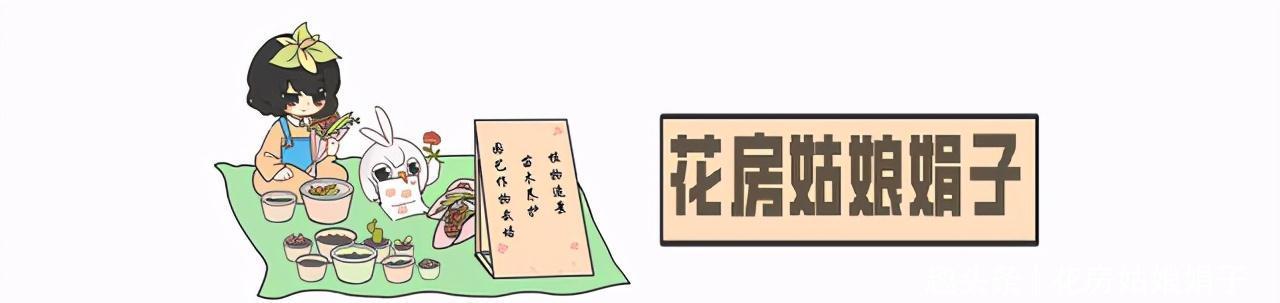 室内养殖这些花卉时，浇水时不要浇湿叶片，可能会造成烂叶的现象