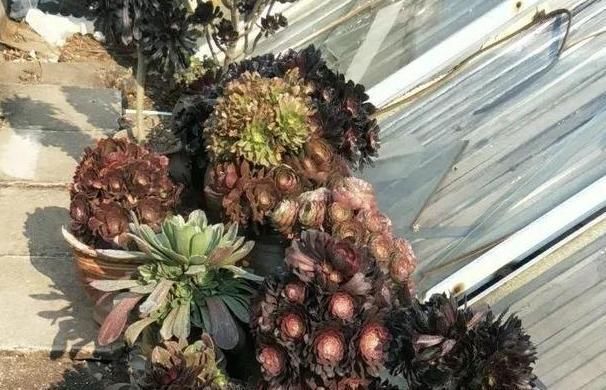 阳台上的一盆多肉植物“撑裂”成这个样子我以为只是淋雨淋的