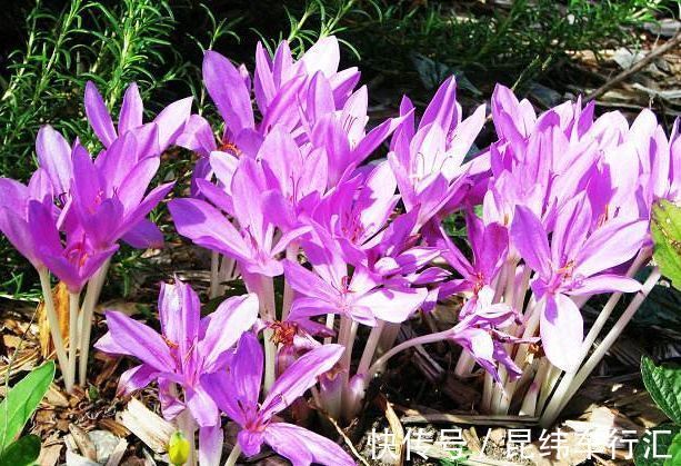 热爱菊花，不如养盆“珍稀玫瑰”金香玉，花开金光闪闪，亮丽优雅