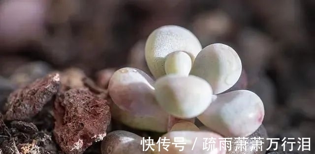 栽种多肉植物,不管状态如何,4大“原则”不要触碰!