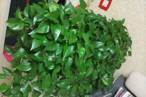 搅拌均匀|家里过期的小药片，用来养花，叶比巴掌大，花开满枝头！