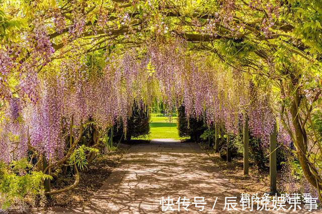 3种“爬墙”植物，种在院子里，就是天然“背景墙”，漂亮又好养