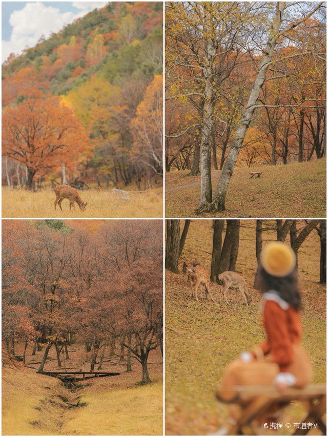 伊春市|这里不是北疆也不是奈良绝美小众旅行地