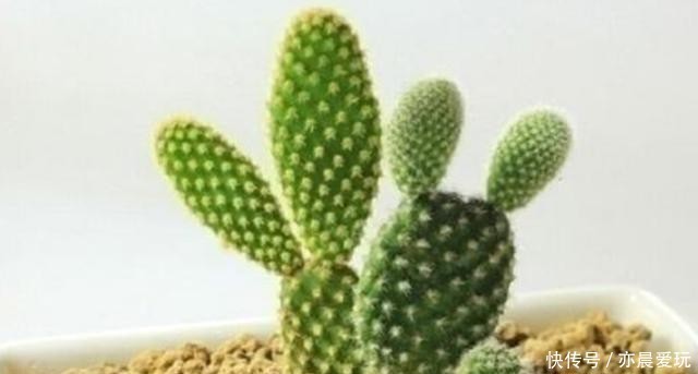 简单|适合卧室养的6种花,好看又实用,养起来也很简单