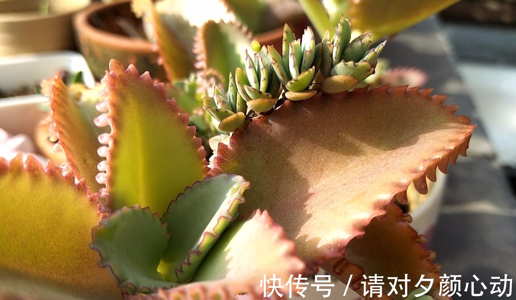 9种养不死的花,绿萝只能排最后,再养不活就剁手吧