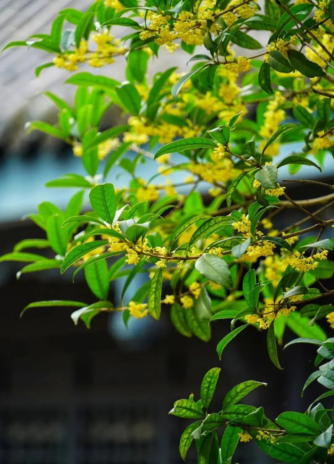 桂花|速来！仁寿桂花开了，Pong香！