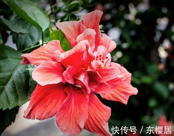 花型|从8月26日开始，家养此款花卉，养在家里，花型美丽