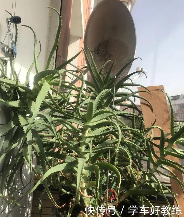 1米7的天竺葵，开花成瀑布，太震撼了！