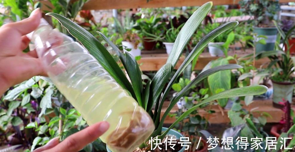 新手养君子兰,3种补肥轮流用,一年长出6片叶子,绽放层叠群花